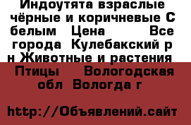 Индоутята взраслые чёрные и коричневые С белым › Цена ­ 450 - Все города, Кулебакский р-н Животные и растения » Птицы   . Вологодская обл.,Вологда г.